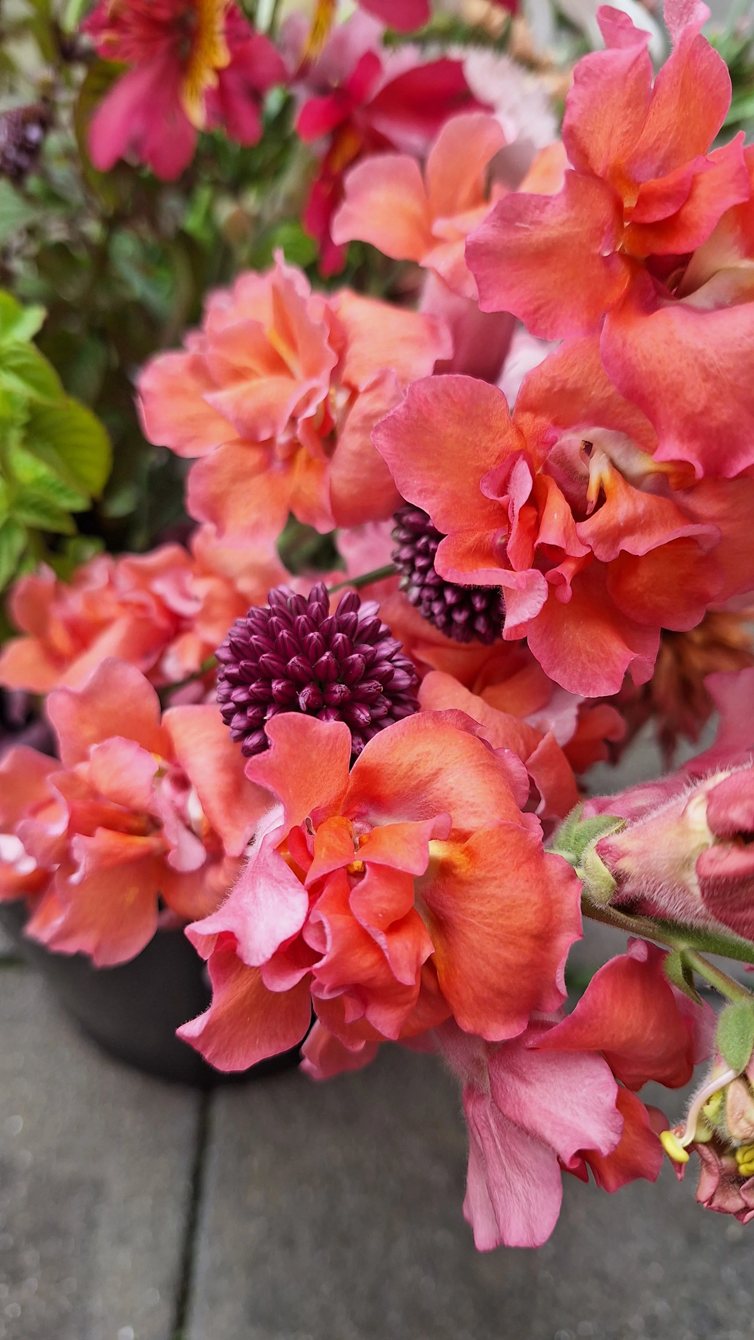 Anthirrhinum Madame Butterfly Cherry Bronze