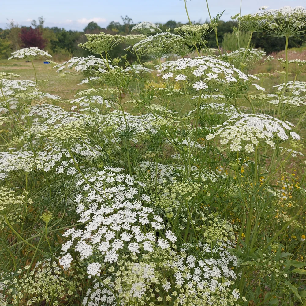 Ammi majus White  Bell Meadow