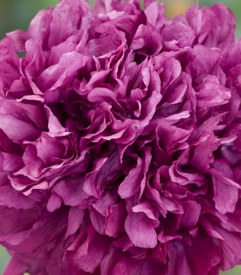 Poppy papaver somniferum Purple Peony