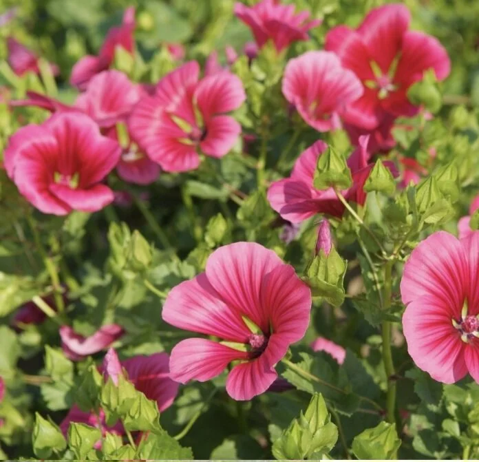 Malope trifida Vulcan Pink