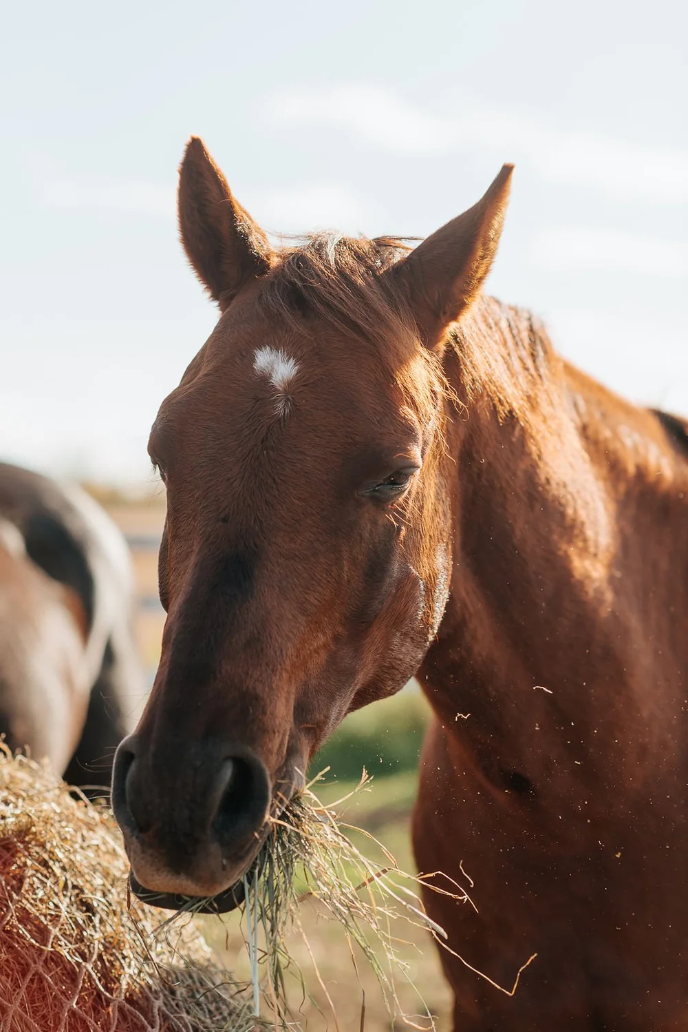 Equine-assisted therapy session with horse
