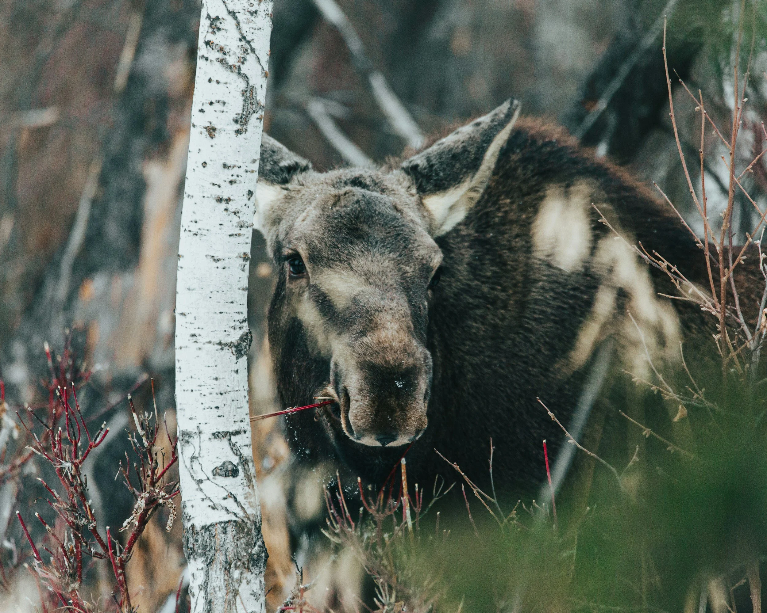 Embracing Emotional Release- The BEST Places to Cry in St.Albert