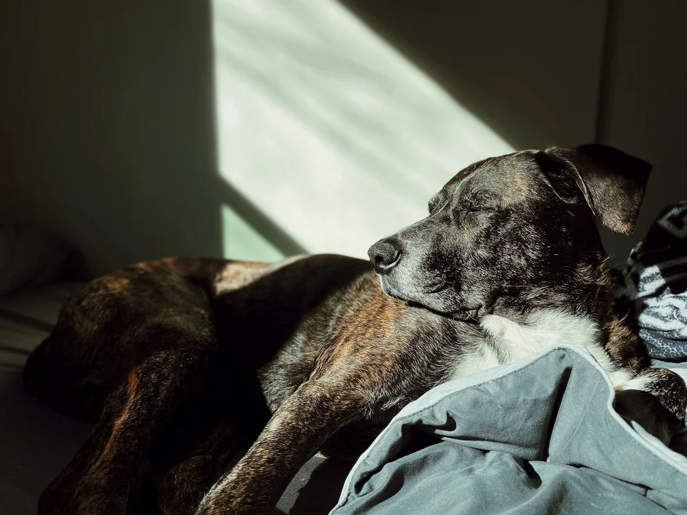 Pet loss therapy at Summit Counselling Services