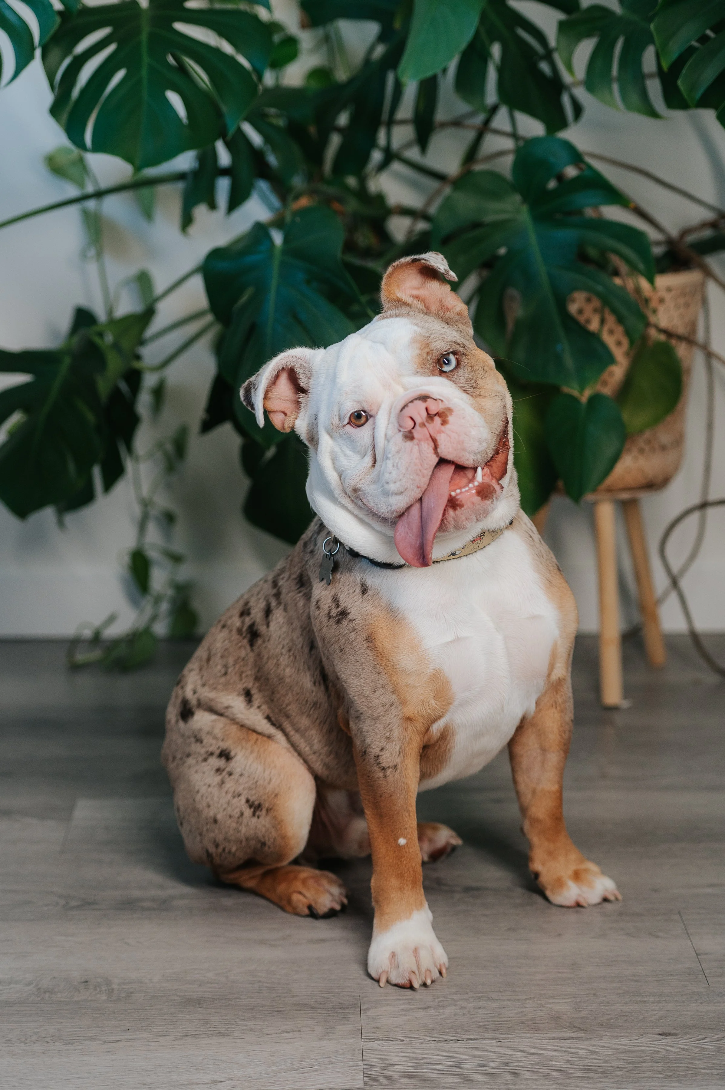 Bowser, Madison's bulldog currently training to be a therapy dog