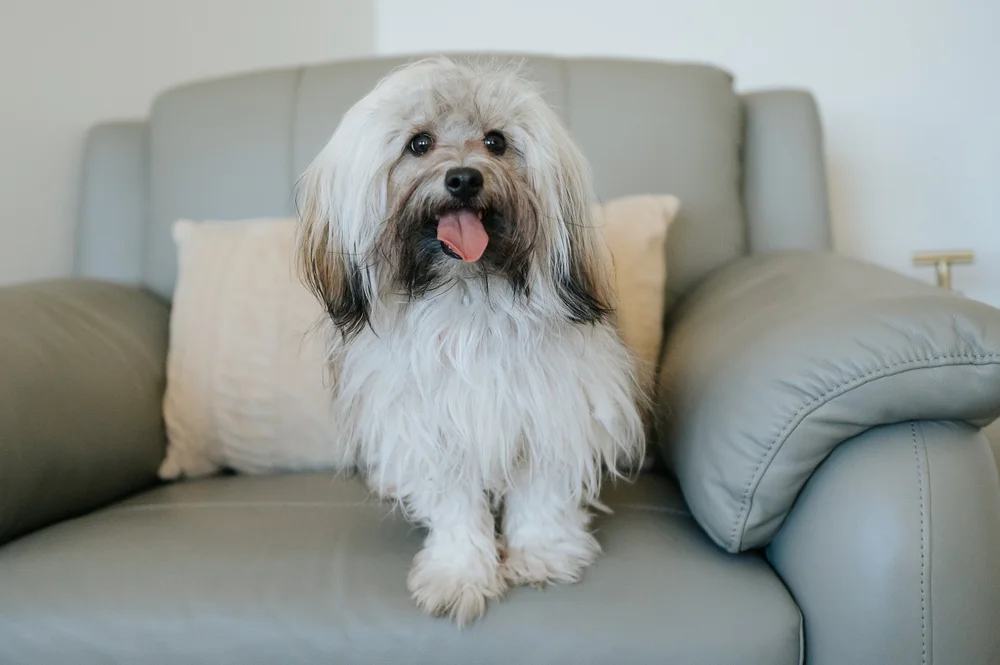 Chilli, Sarah's therapy dog
