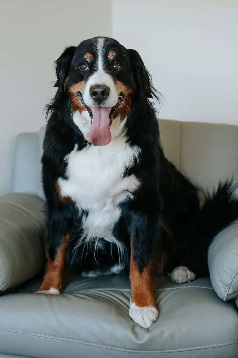 Soup — Summit Counselling's Bernese Mountain Dog, a rescue and certified therapy dog