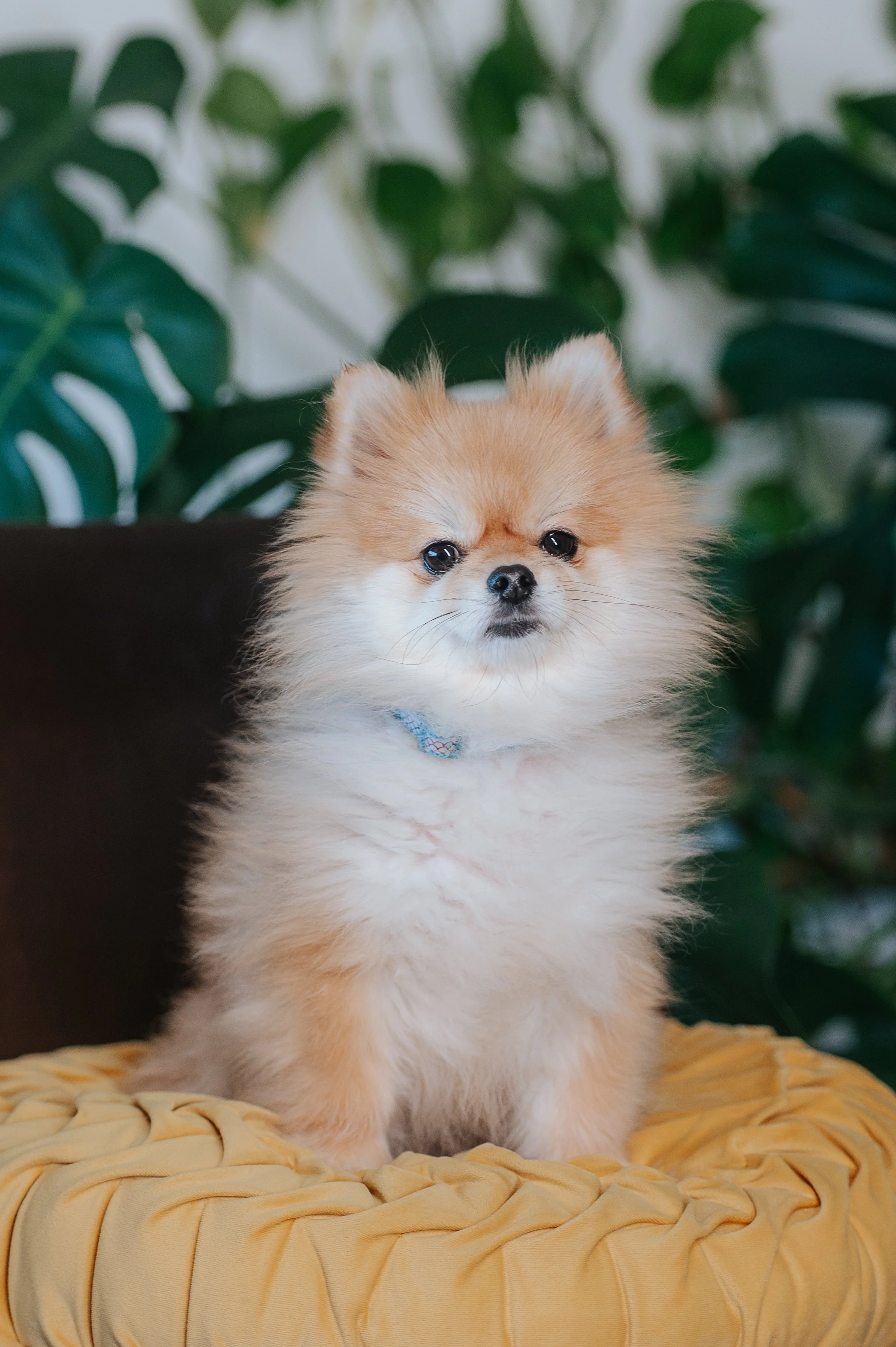 Minnie, Daniella's Teacup Pomeranian therapy dog in training