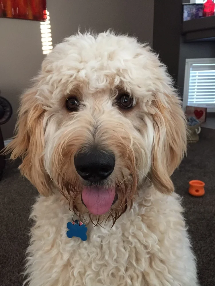 Hagrid — therapy dog at Summit Counselling Services