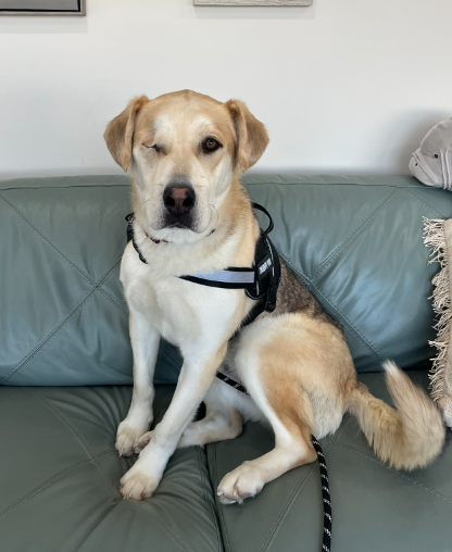Jacks — therapy dog in training at Summit Counselling Services
