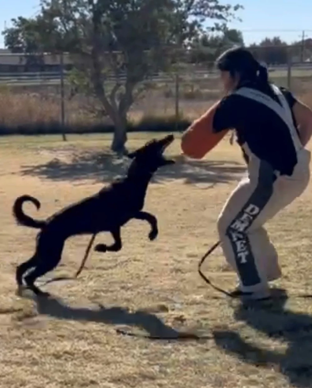 Tejas, female Dutch Shepherd previously sold through Arkhein K9