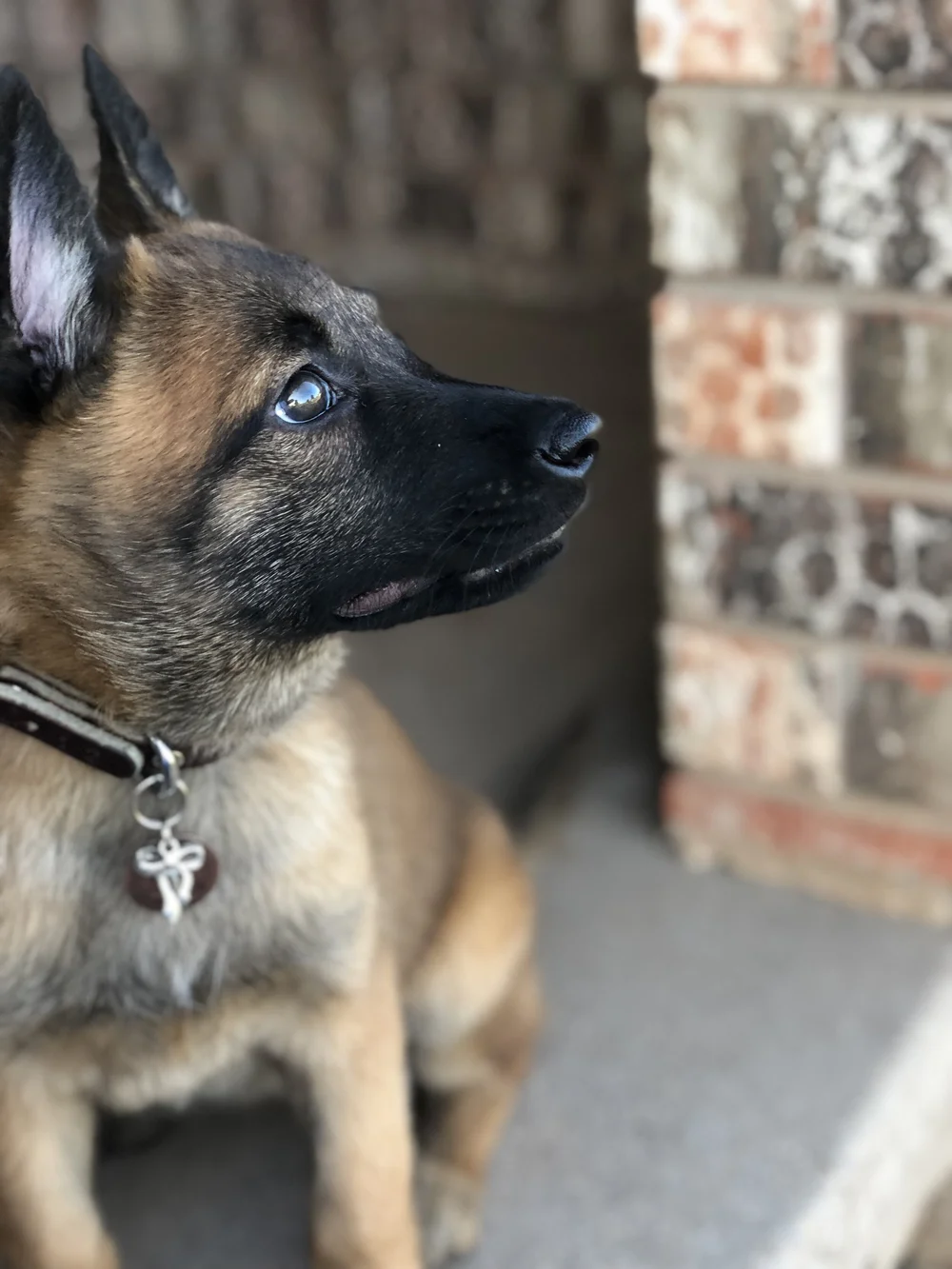 Imported working-line Belgian Malinois puppy from the original Arkhein K9 showcase