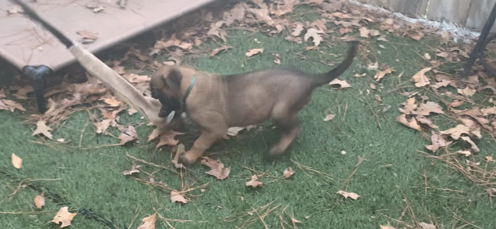 Domestic Belgian Malinois puppy from the original Arkhein K9 showcase