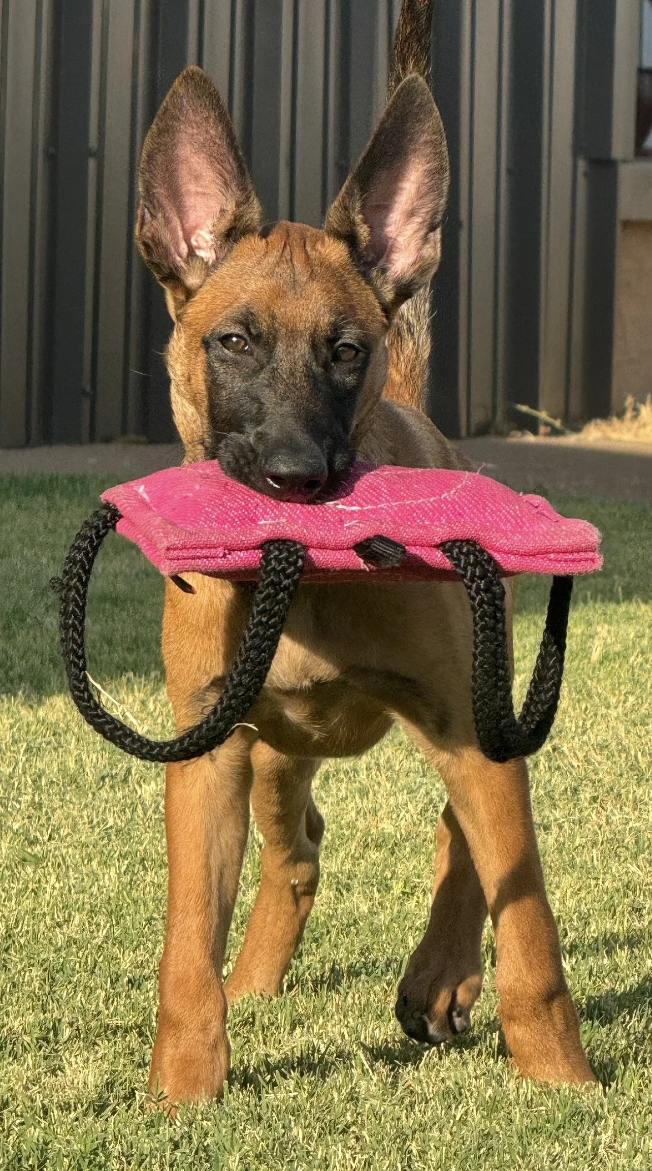 Malinois puppy for sale