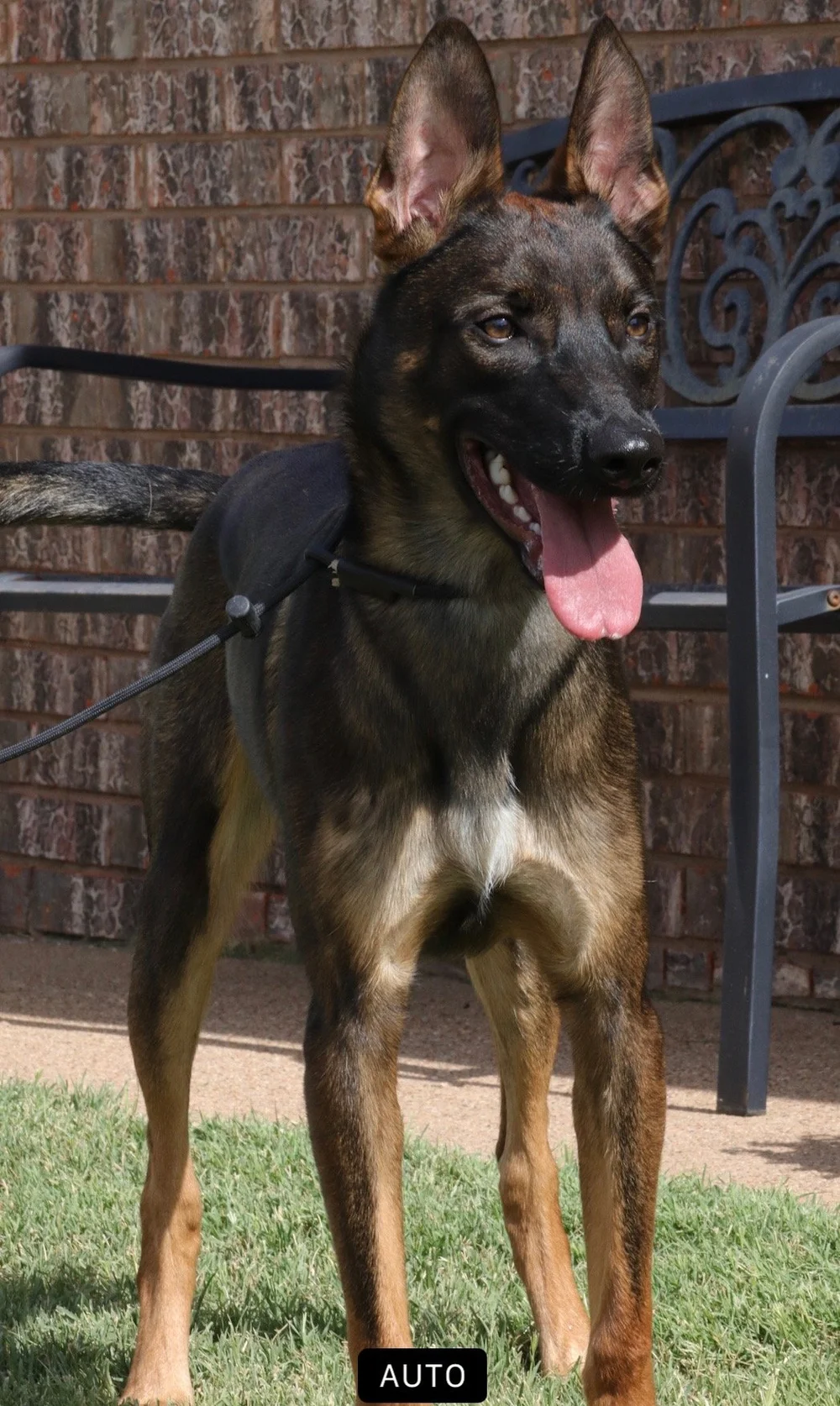 Vargr, Belgian Malinois previously sold through Arkhein K9