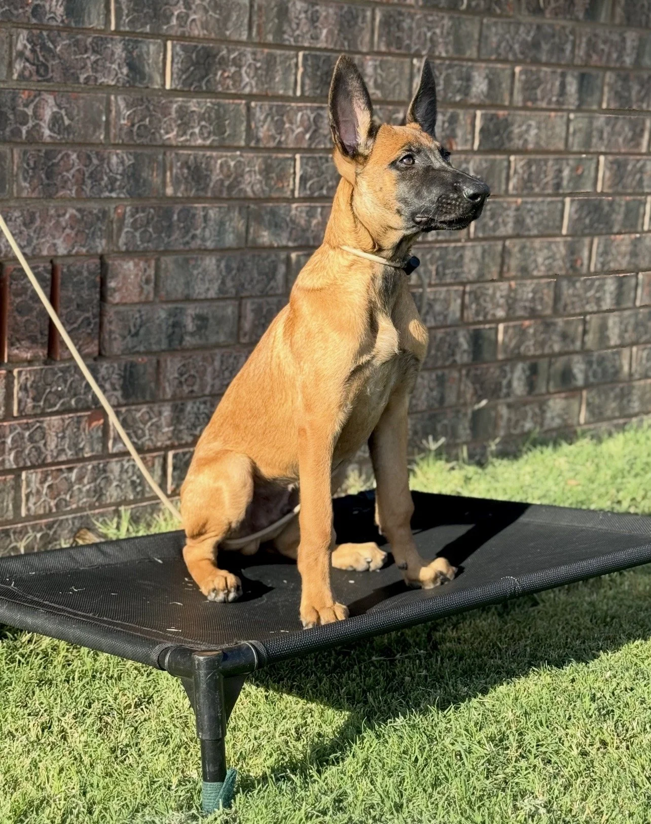 Cillian Personal Protection Dog Prospect