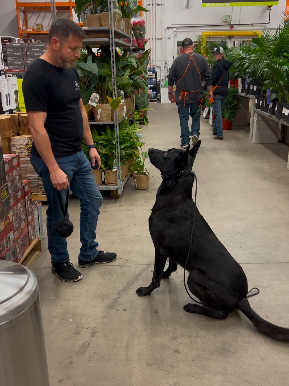Draxx, Dutch Shepherd previously featured by Arkhein K9