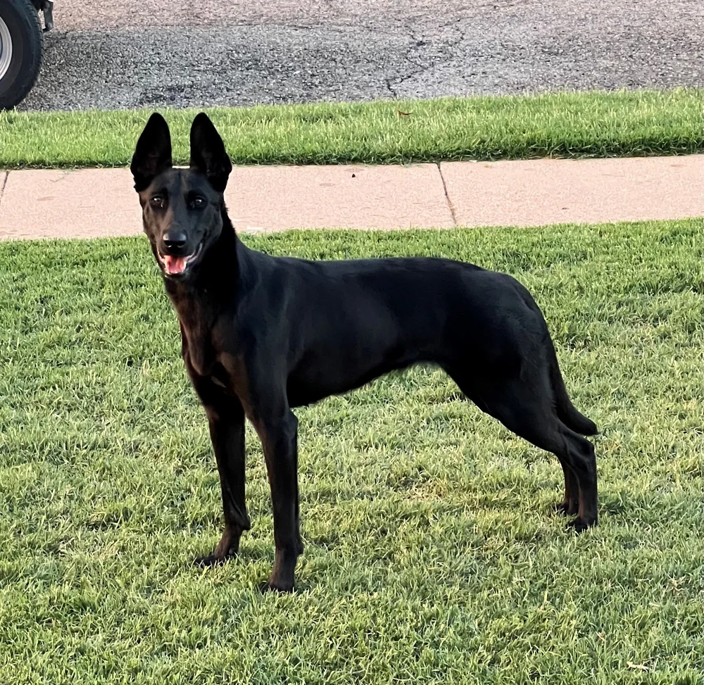 Tejas, black Dutch Shepherd with a white chest marking