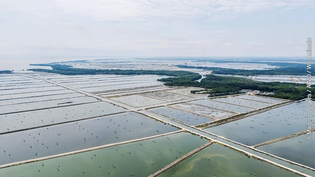 Cheap Shrimp: Research and Consequences