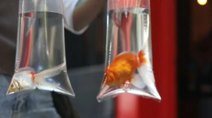 Sentient: An Argentine Court Recognizes Two Goldfish as Subjects of Rights
