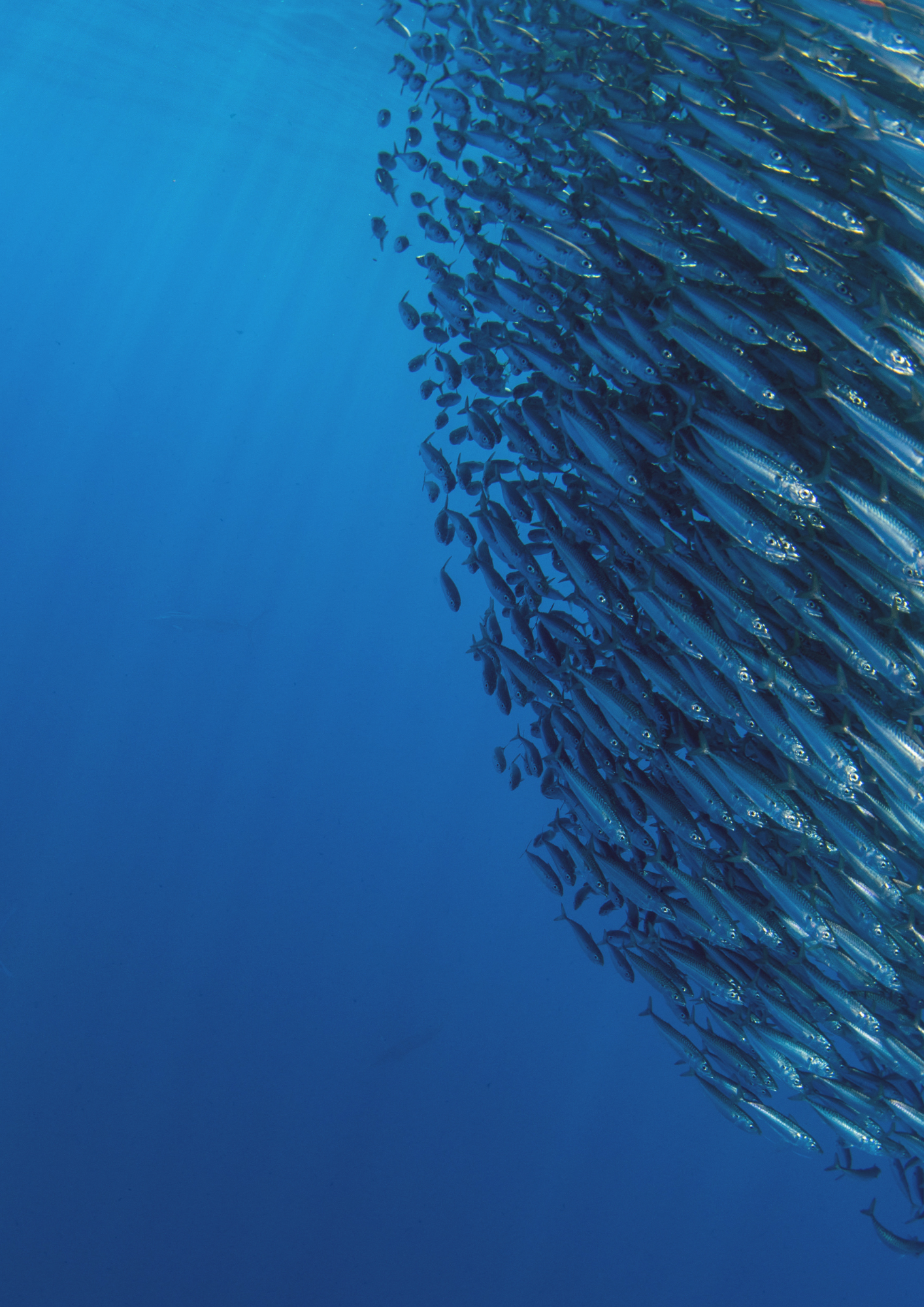 Giving Fish a Voice: A new fish welfare resource available to all ...