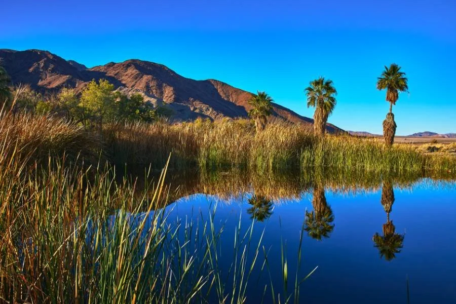 Los Angeles to Las Vegas Road Trip: Quirky and Fun Stops - Zzyzx Road And Lake Tuendae Nature Trail
