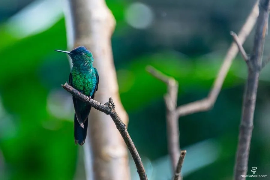 Things To Do in Puerto Iguazu Falls, Argentina - Jardín de los Picaflores