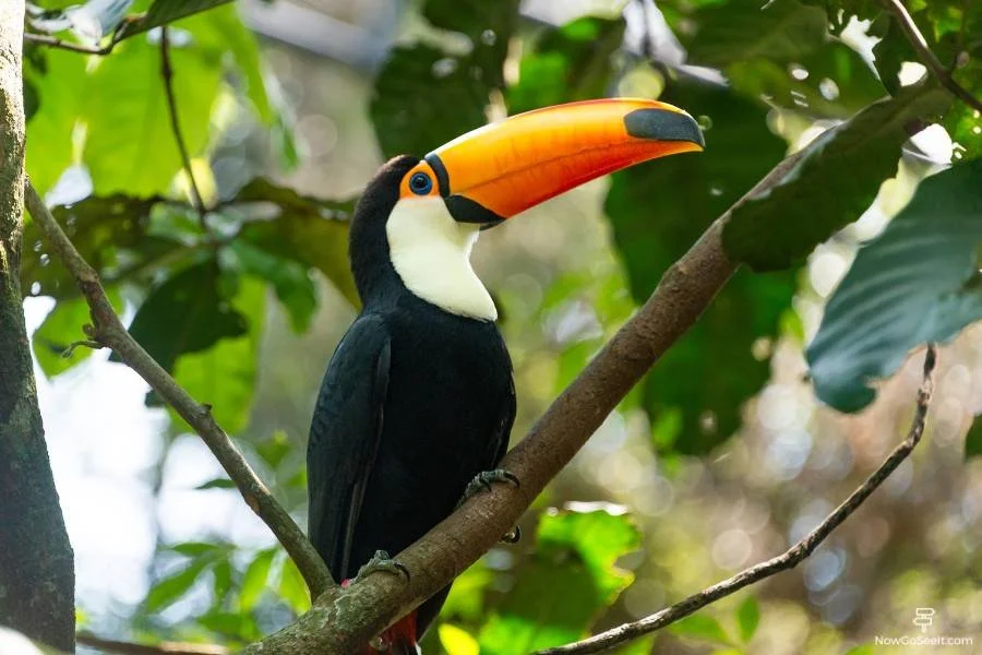 Visiting The Brazil Side of Iguazu Falls: Route, Tips & More - Toucan at Parque Das Aves
