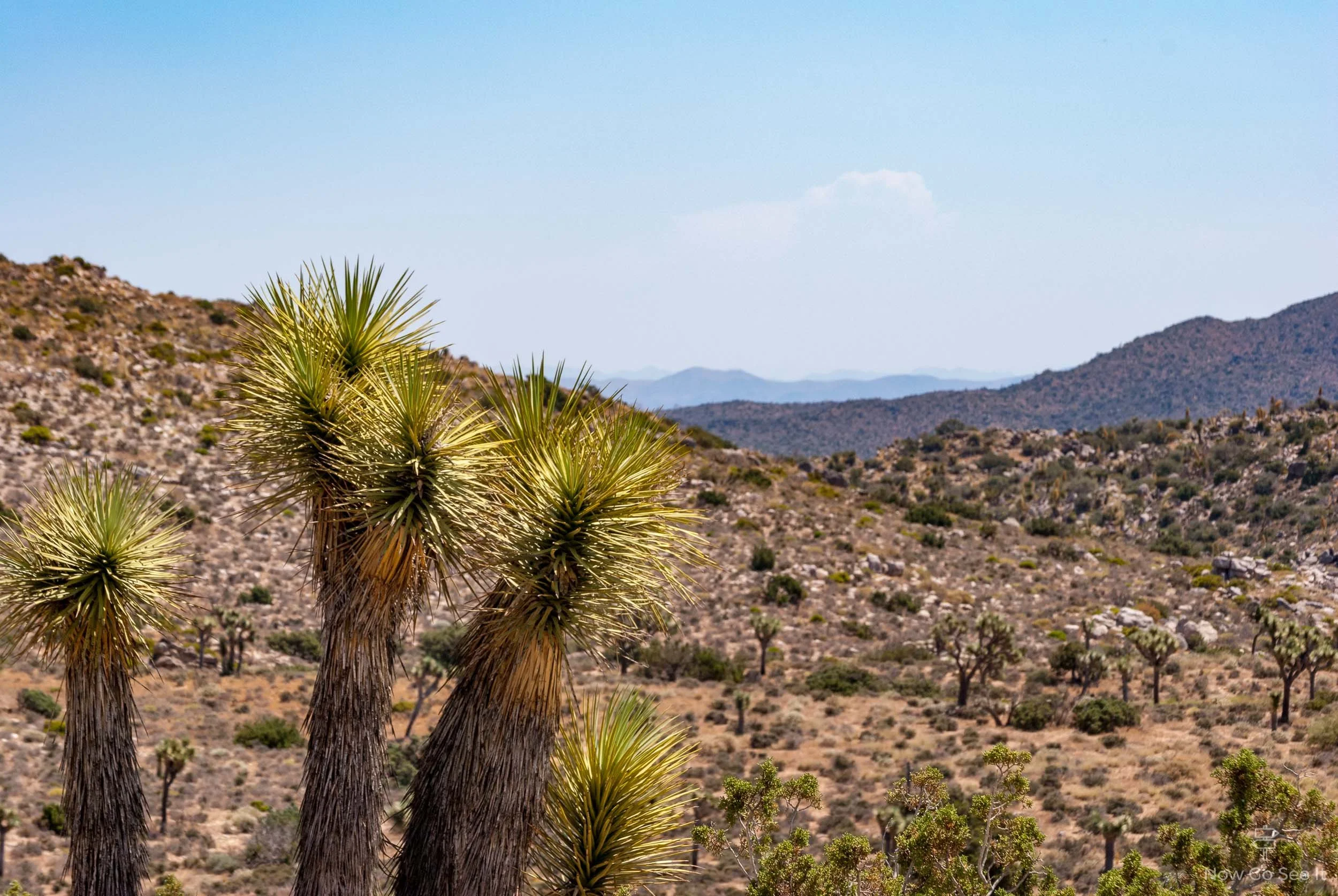 A Day in Joshua Tree