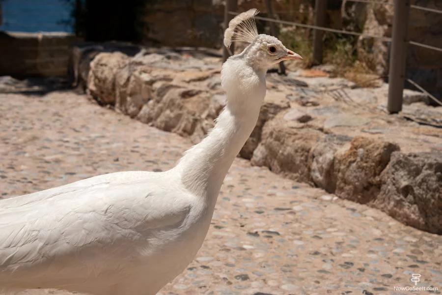 Bodrum Cruise Port Guide One Day in Bodrum Turkey - Bodrum Castle white peacock