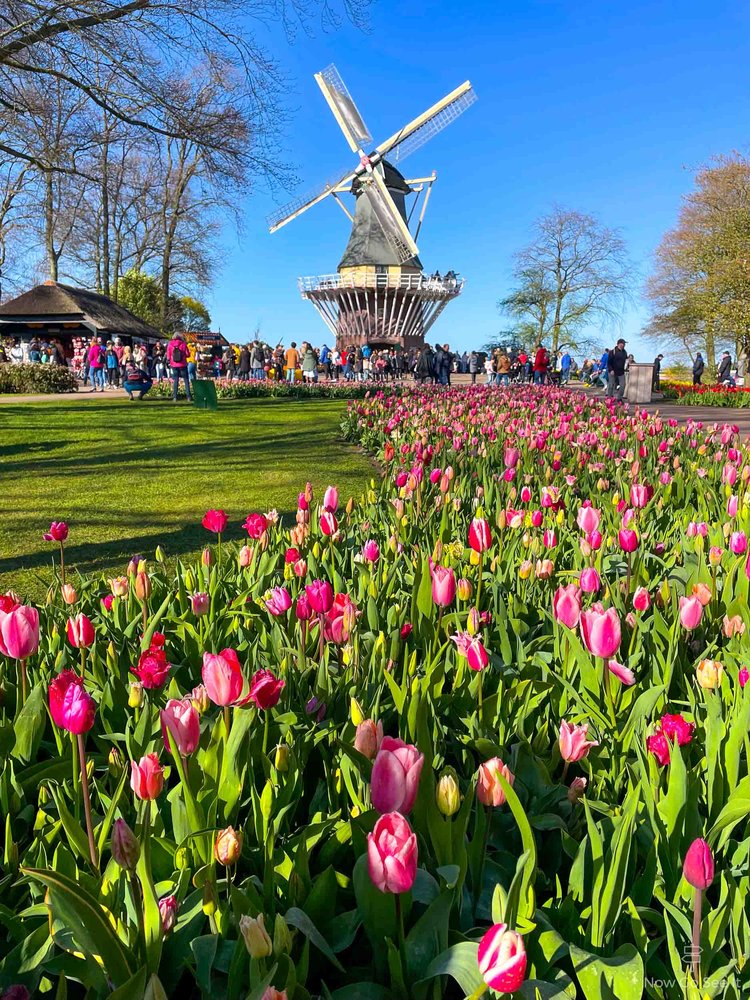 How to See Tulips from Amsterdam — Now Go See It - A Worldwide Travel Blog