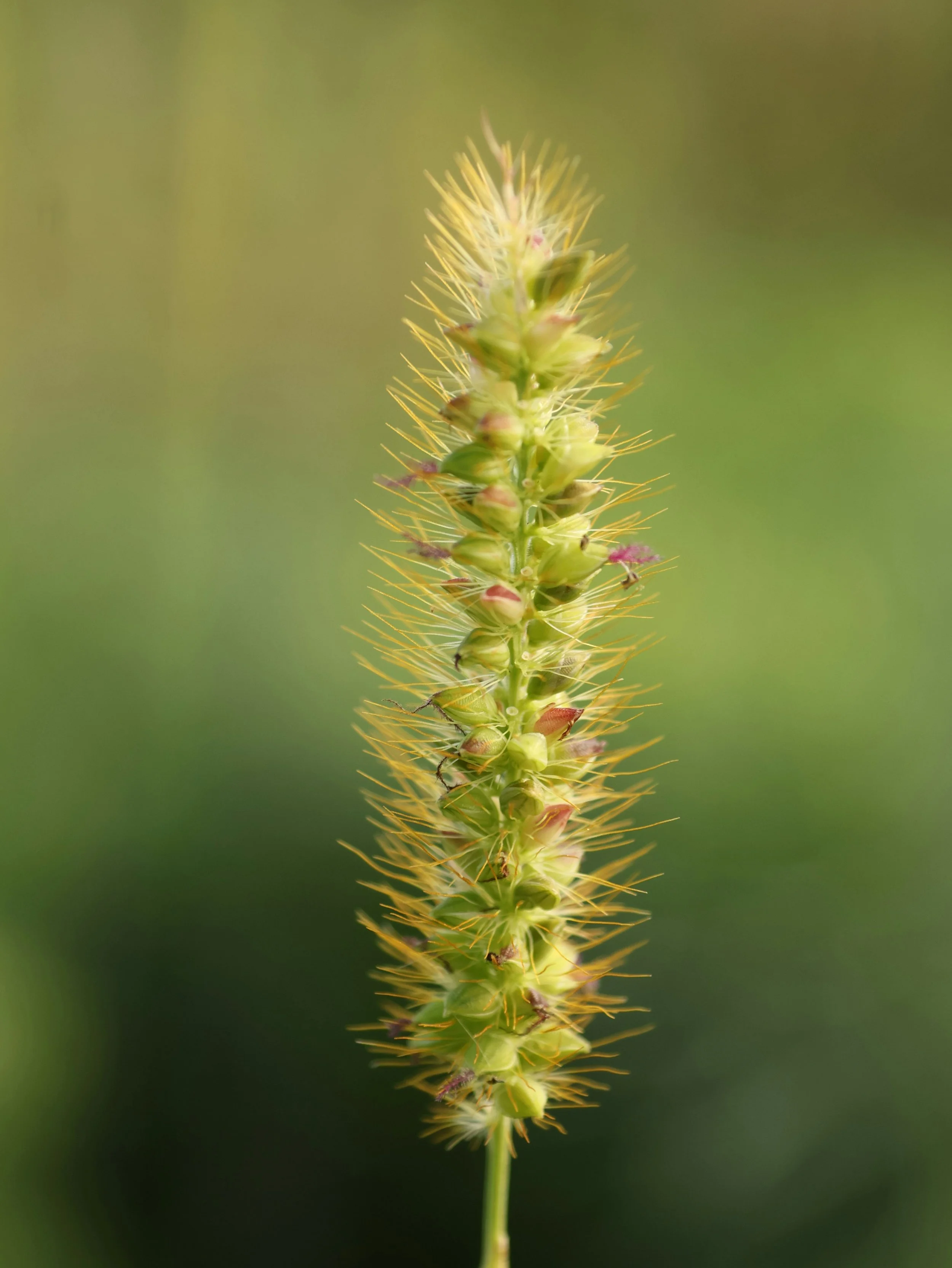 Close-up of a green grass seed head against a dark background.