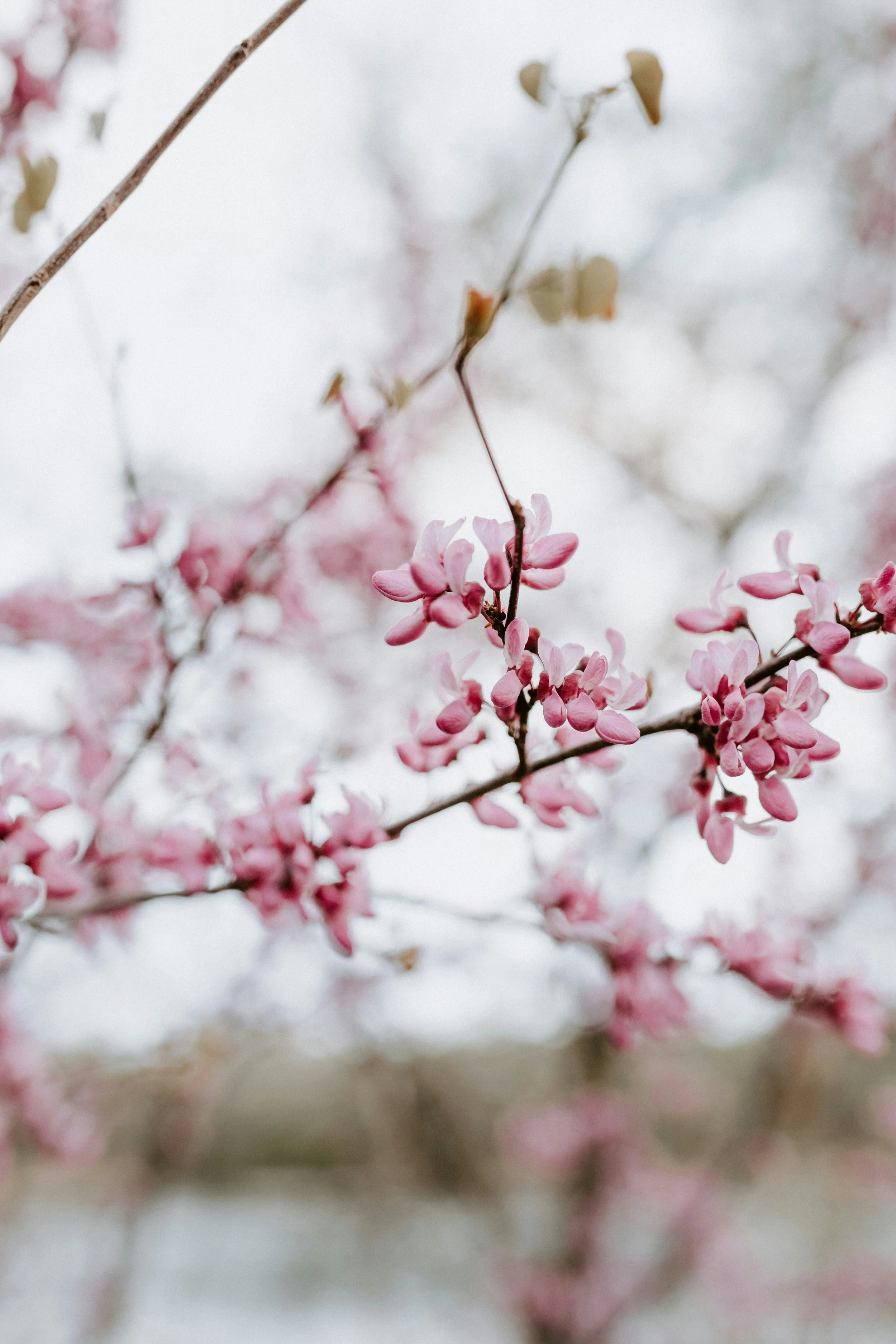 Pink cherry blossoms on a branch.