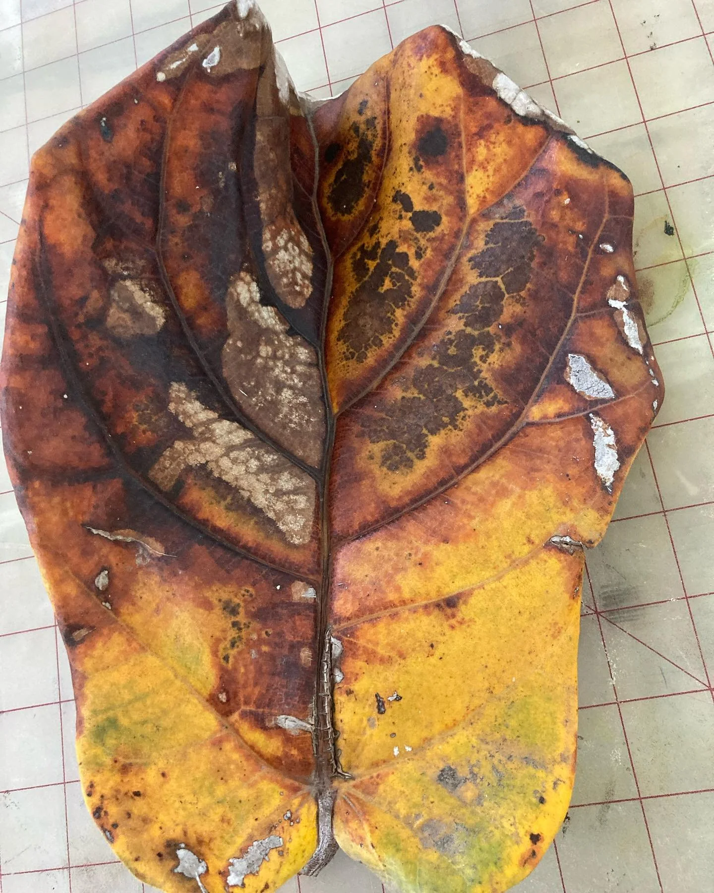 My souvenir from Venice Beach.