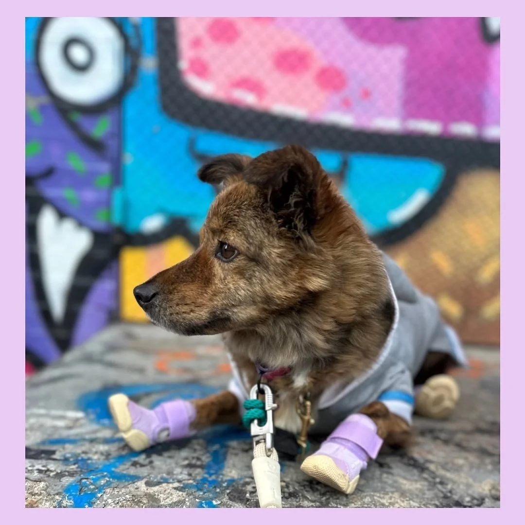 Samosa
Adopted in the summer of 2022, Samosa has become the wonder boy of the pack. He used to poop anytime we would approach or touch his leash. Now he loves putting on his collar, road trips, and being super playful, thanks to our Ruby.