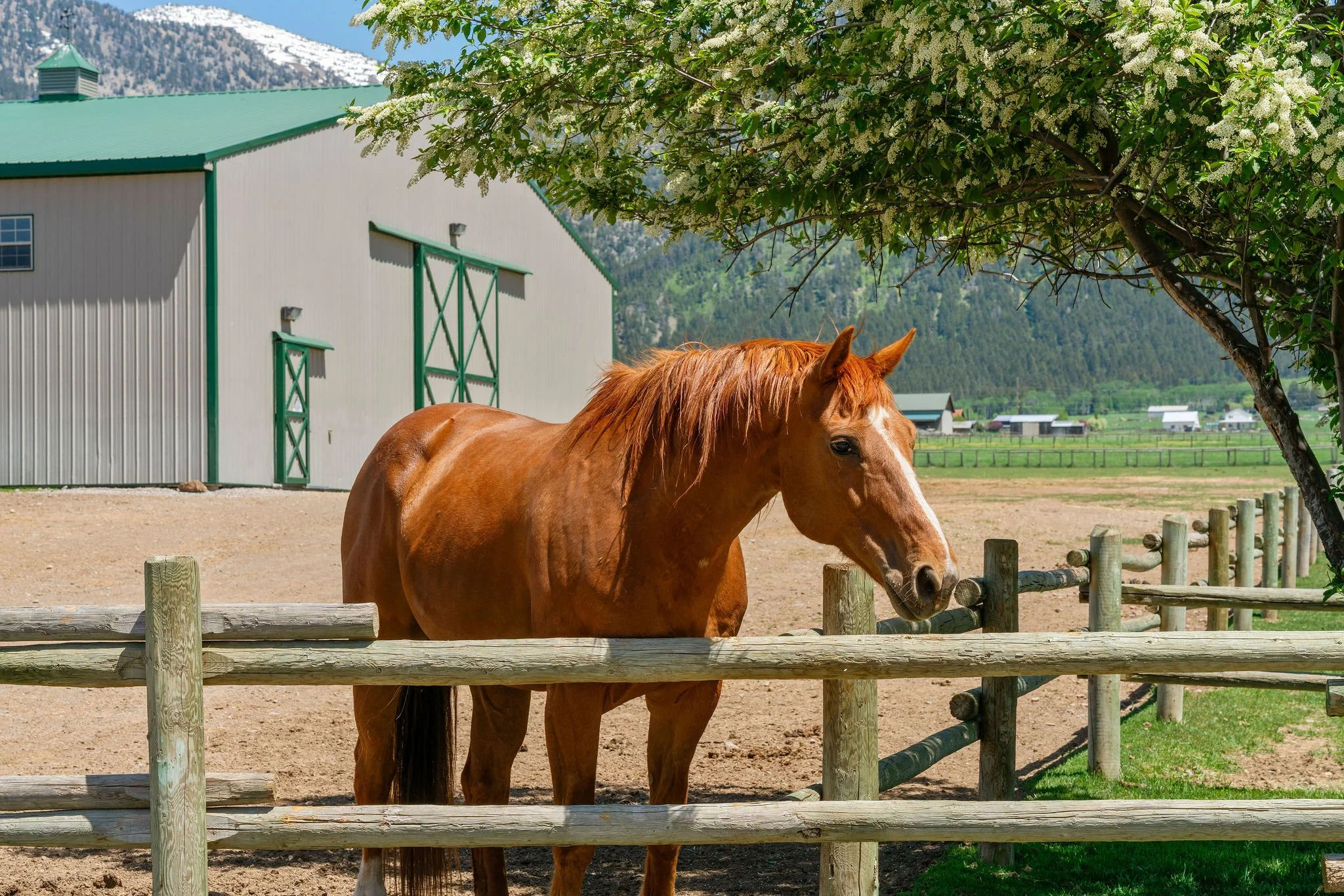 A brown horse standing behind a wooden fence with a large tree and a green roofed arena in the background, and mountains partially visible in the distance.