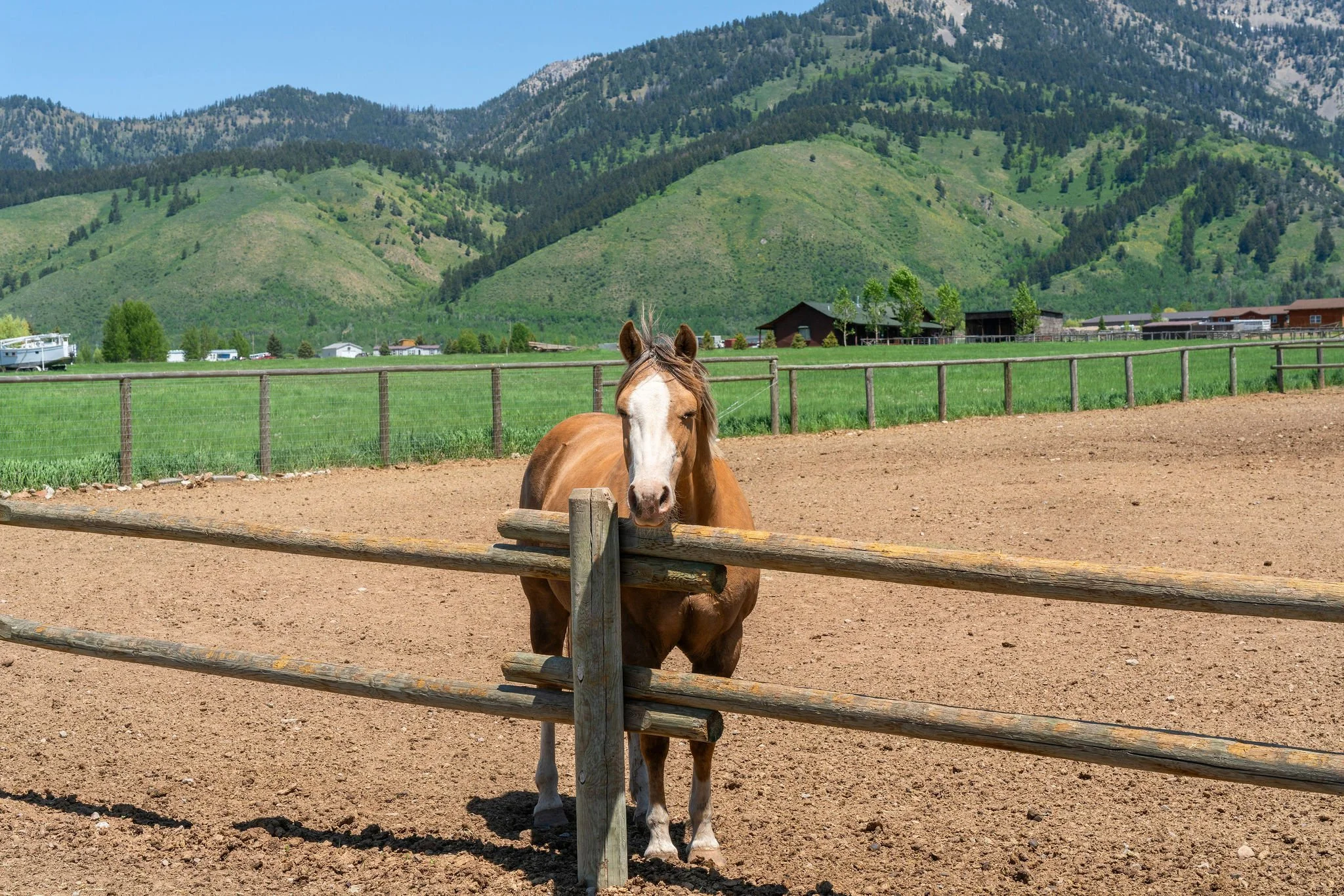 A palomino horse standing behind a wooden fence in a dirt paddock with green fields and mountains in the background.