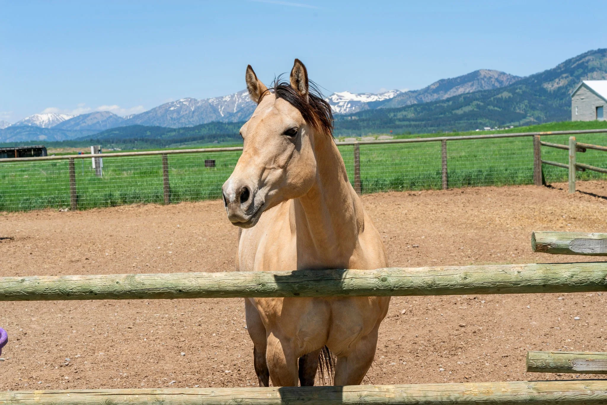 A buckskin horse with a dark mane standing behind a wooden fence in a dirt paddock, with green grass, mountains with snow, and a blue sky in the background.
