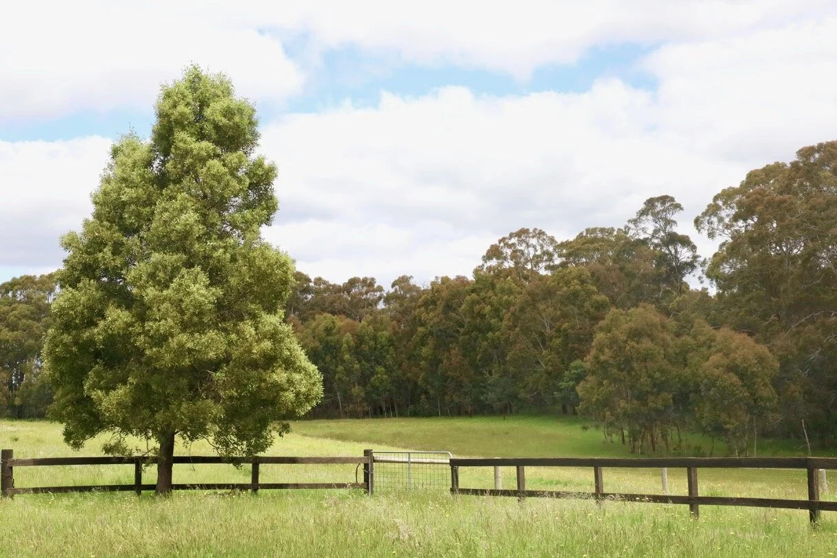 Spring Hill Peony Farm The Joyfull Edit