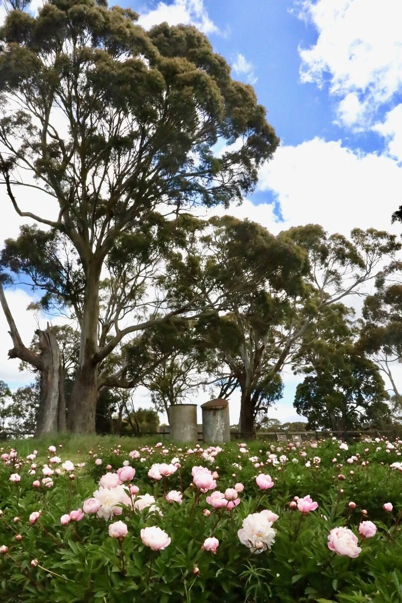 Spring Hill Peony Farm The Joyfull Edit