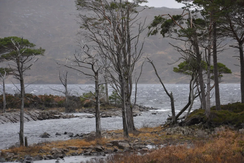    Refuge  , United Kingdom 