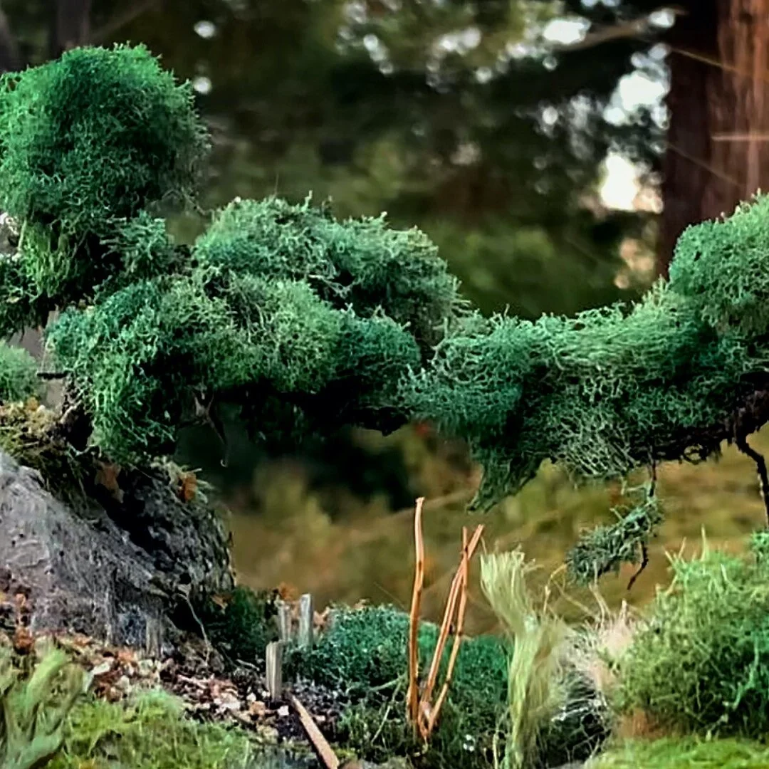 Escape To Creek Light