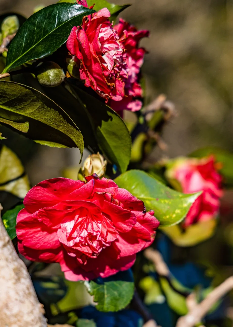 charleston-lodge-camellia.webp