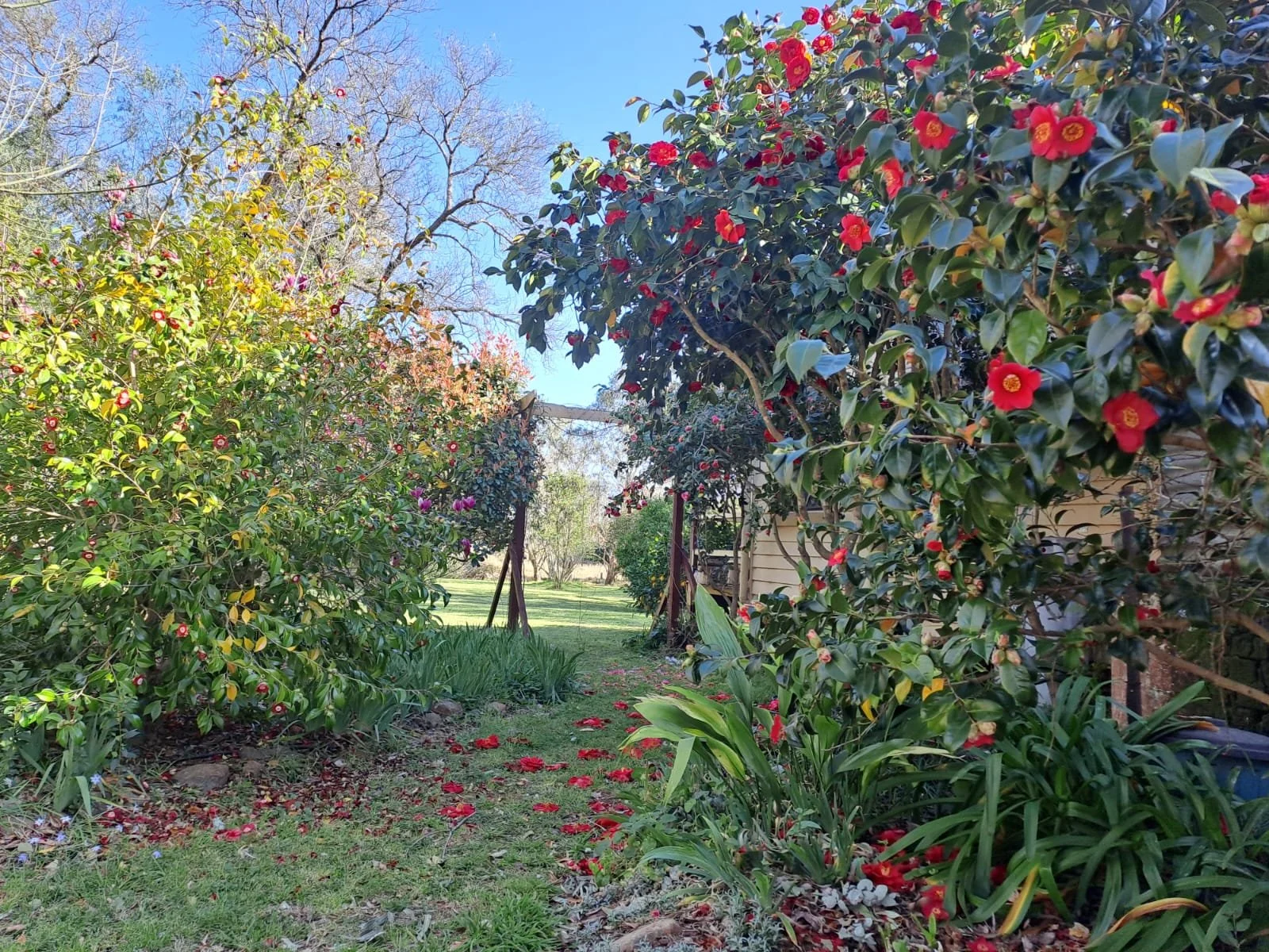 araluen-4.jpg