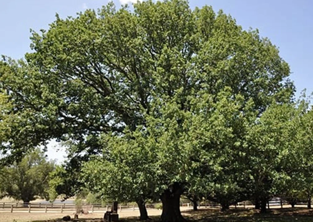charleston-lodge-oak-tree.jpg