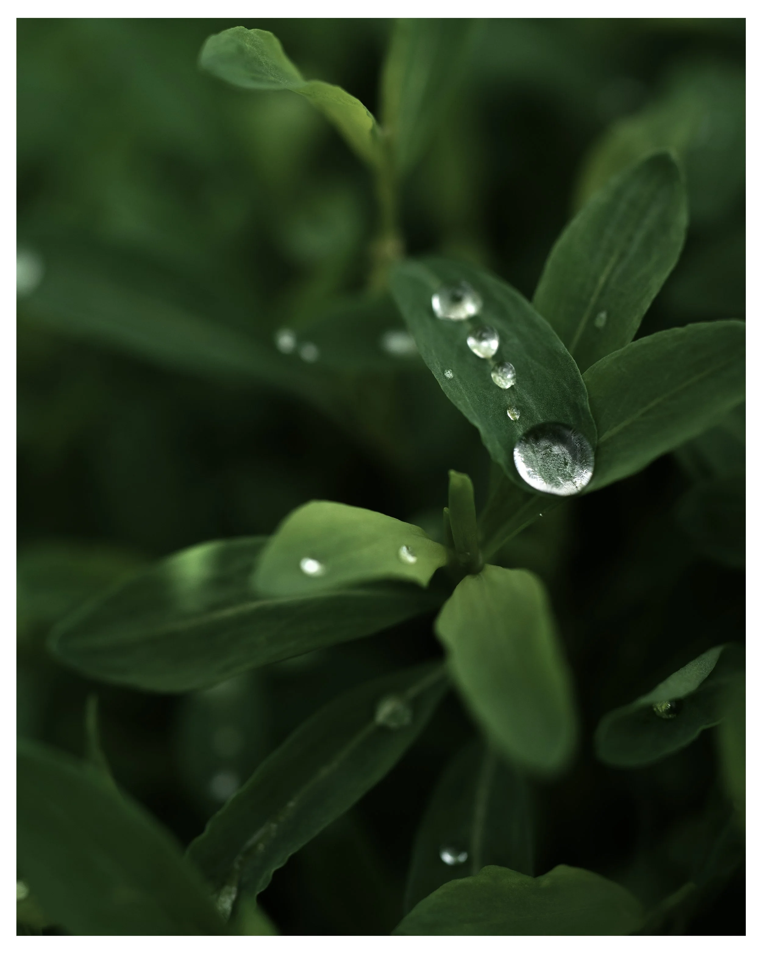 Water Drop on Grass.jpg