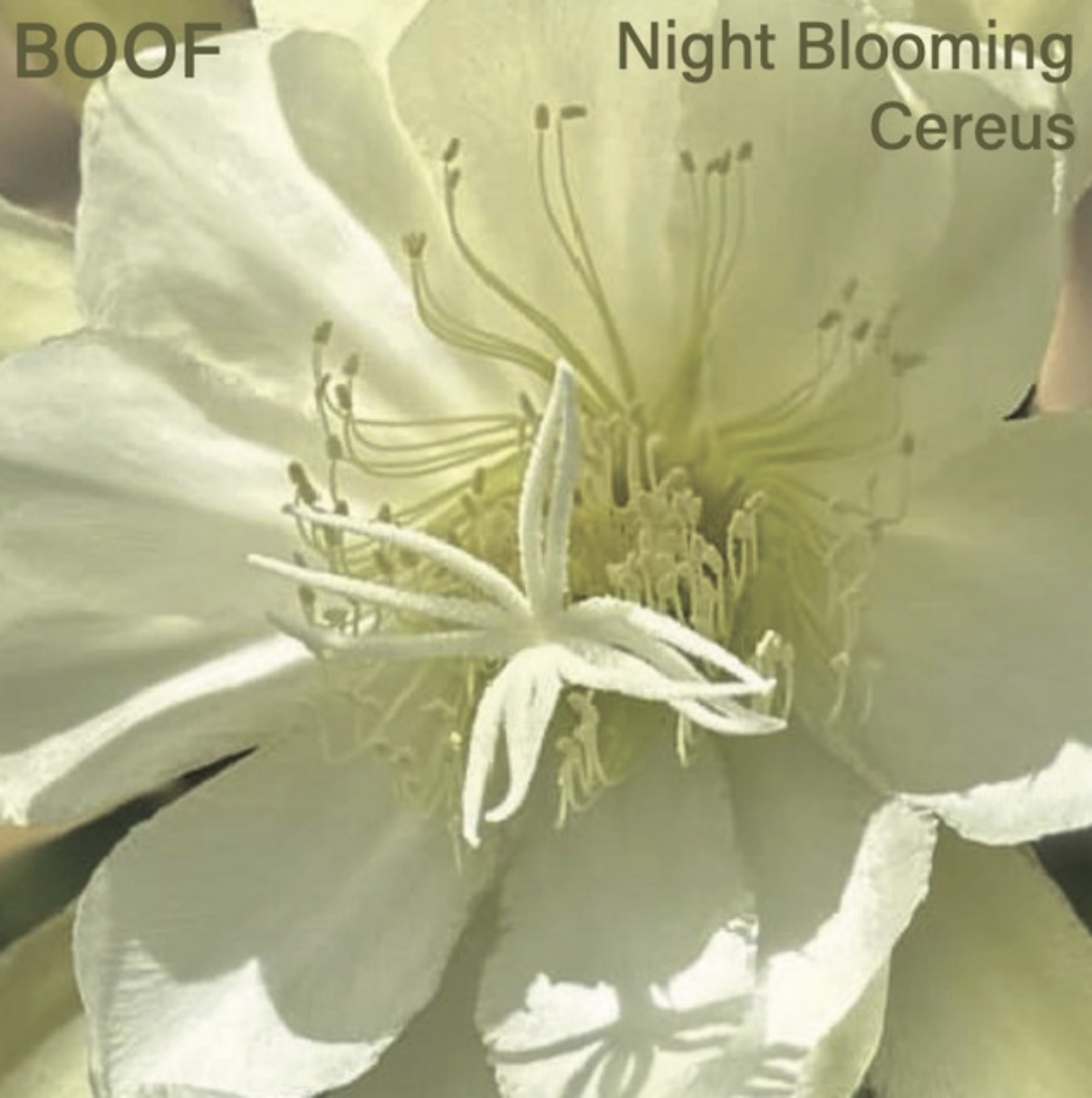  Night Blooming Cereus - BOOF