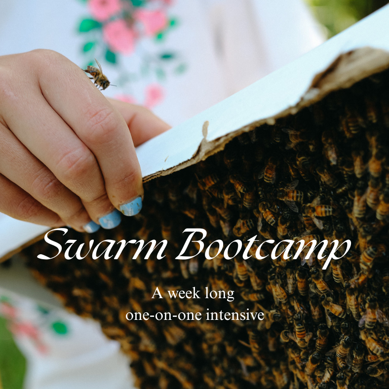 Swarm+Bootcamp.png