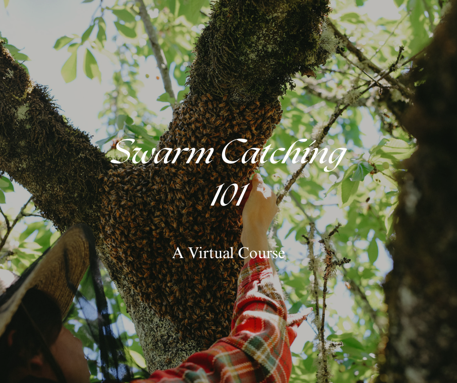 Swarm Catching 101 (Virtual Class)