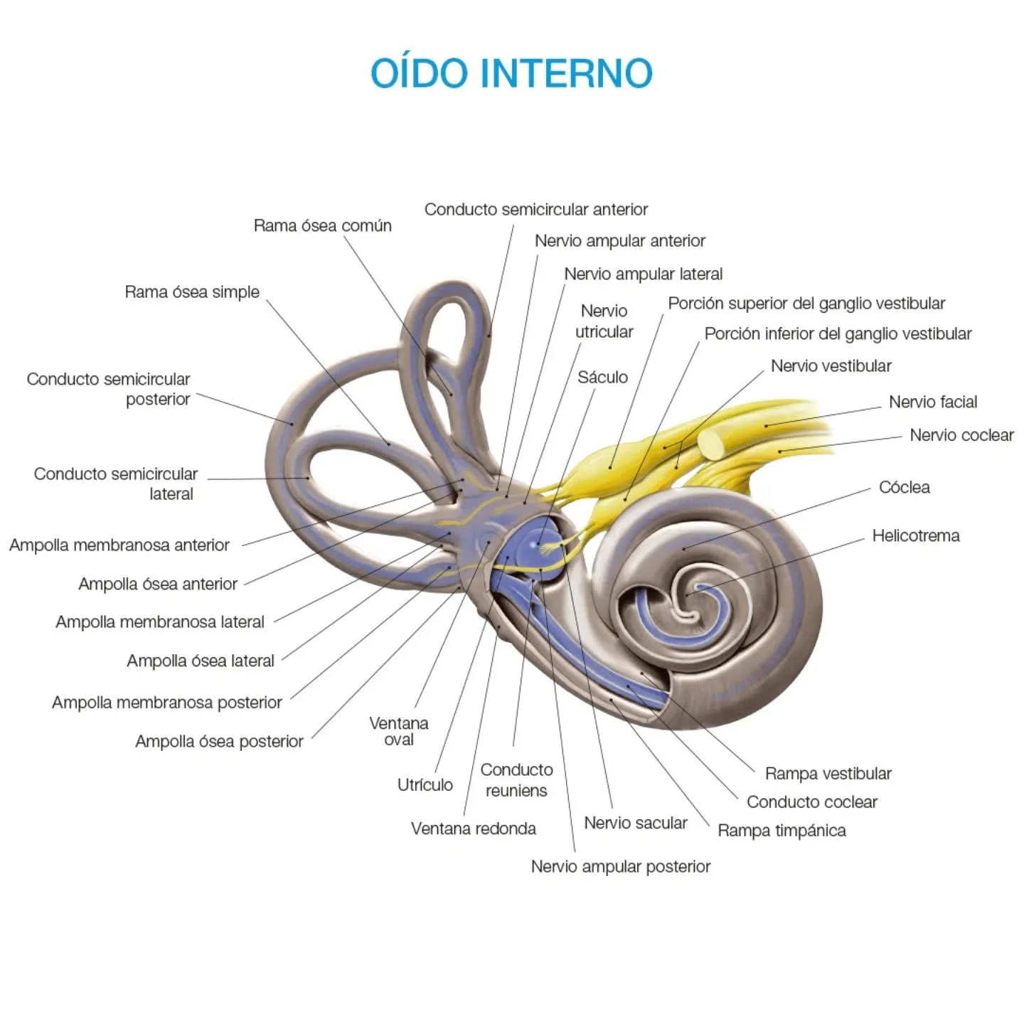 El oído interno etstá formado por numerosas cavidades óseas (laberinto óseo) que contienen varios conductos y sacos membranosos (laberinto membranoso).

Las cavidades que conforman el laberinto óseo son el vestíbulo del oído, la cóclea y los 