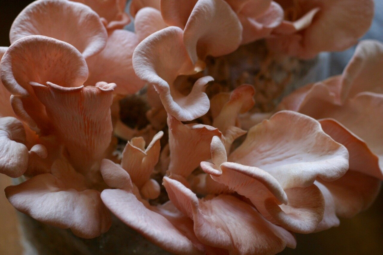 pink_oysters.jpg